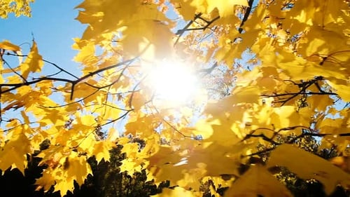 Yellow Leaves on a Branch in Autumn, Camera Movement Slow Motion