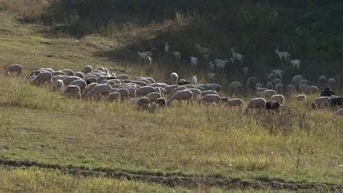 Flock of Sheep Grazing on Green Hillside