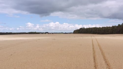 Drone Flying Over Wheat Field