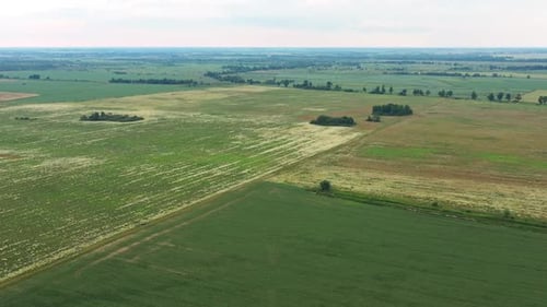 Blooming Green Field