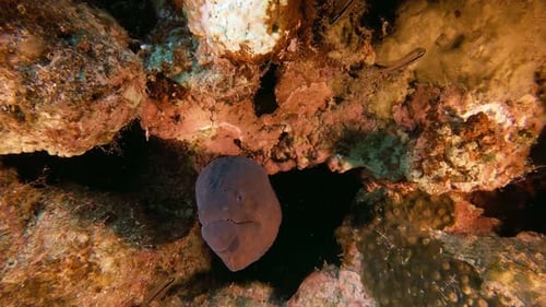 Morena gigante submarina tropical