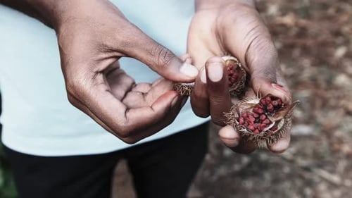 Annatto in Nature Fruits rouges du rouge à lèvres Bixa Orellana à la main africaine