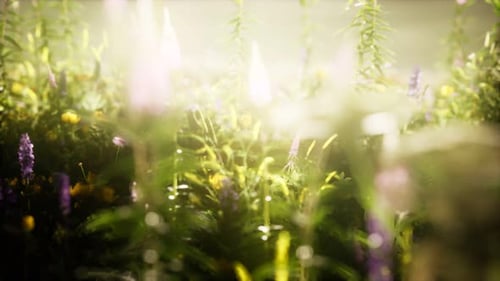 Wild Flowers in the Field
