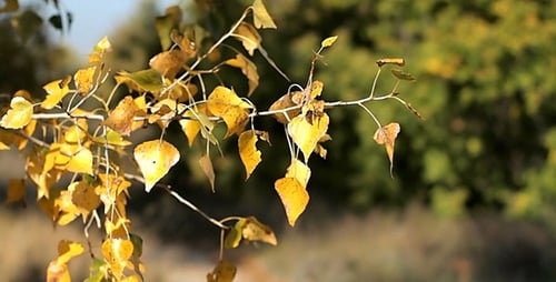 Autumn Leaves Rustling In The Wind 2