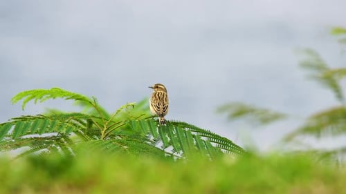 Braunkehlchen