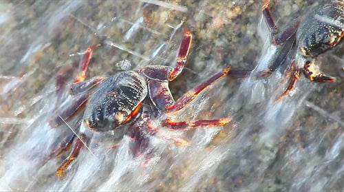 Crabs clinging to rock get washed by waves