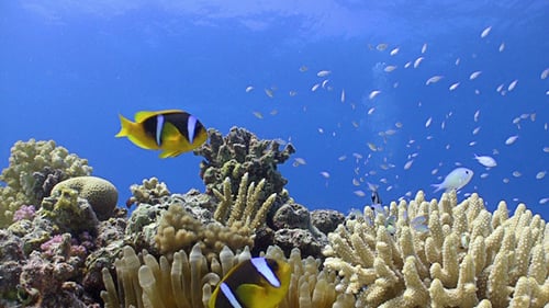Clown Anemonefish On Coral Reef, Red Sea