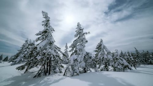 Winter Forest