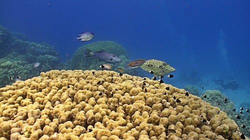Colorful Fish On Vibrant Coral Reef 2