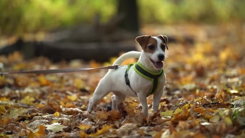 Dog on an Autumn Day in the Fresh Air. Purebred Jack Russell Terrier Is in the Woods on a Leash. The