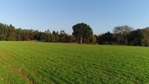 Aerial View Over Green Field with Trees