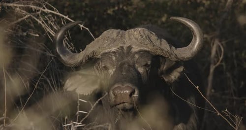 Close Up of African Buffalo in Wilderness