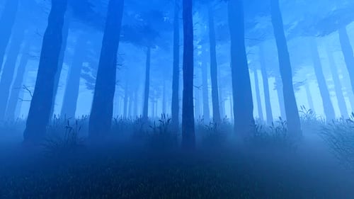 Night Forest In The Fog