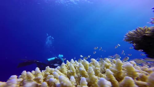 Vibrant Coral Reef with Fish and Diver