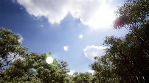Sonnig blauer Himmel über dem Wald 4K