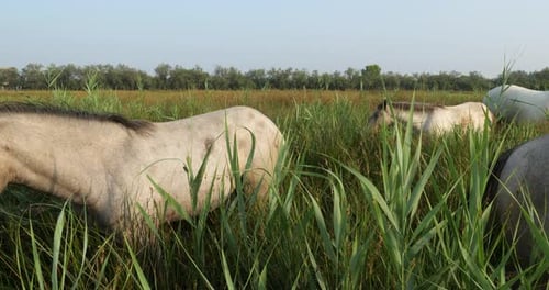White Camargue horses, Mare with foal, Camargue, France
