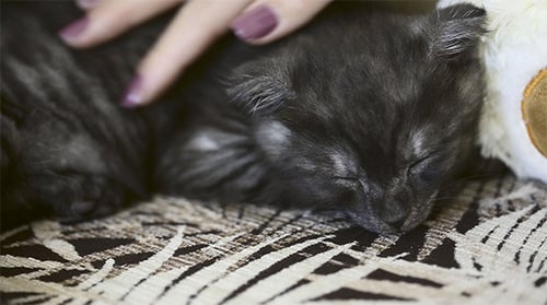 Sleeping Kitten