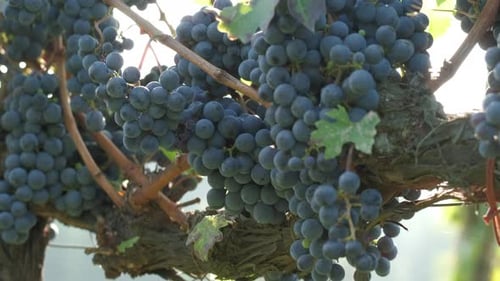 Vineyard grape vine in agriculture, organic grapevine fruit viticulture