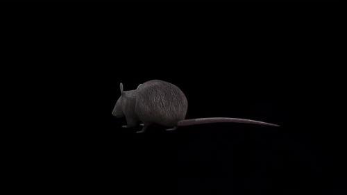 Brown Rat Eat Back Side View