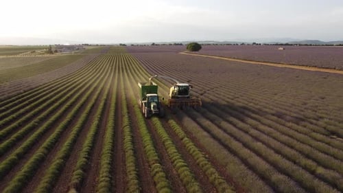 Farmer Harvester Harvesting Lavender Field in Valensole