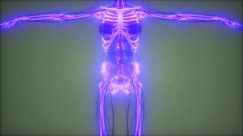 3D Human Skeleton and Nervous System Glow Scan