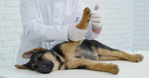 Veterinarian Examining a Sleeping Puppy in Clinic