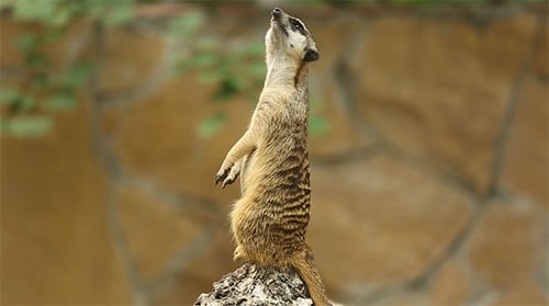 Alert Meerkat Standing Tall in Natural Habitat