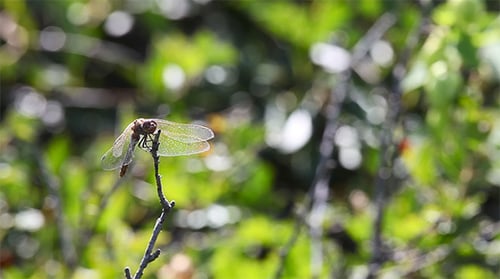 Dragonfly