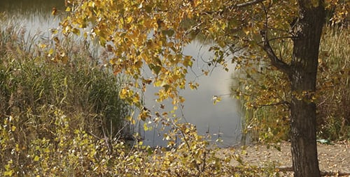 Autumn Yellow Leaves And Lake