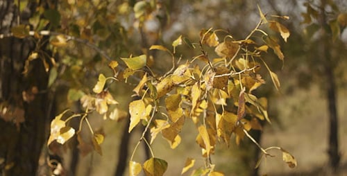 Yellow Autumn Leaves 3