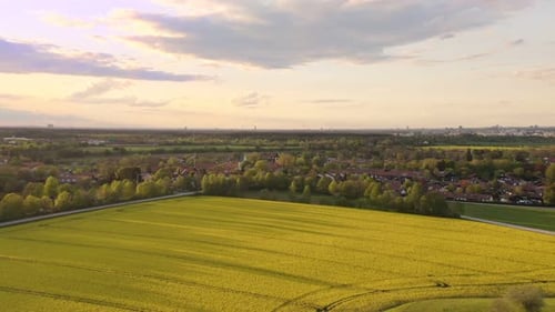 Ländlicher Sonnenuntergang über einem frühlingshaften gelb blühenden Feld, fliegender Rückwärtsschuss bei Sonnenuntergang