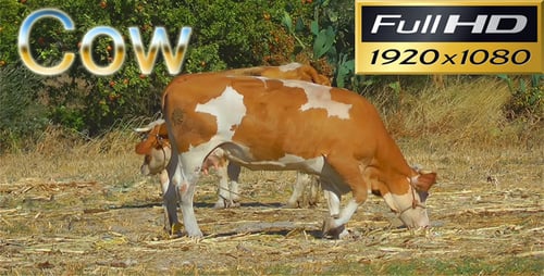 Cows HD
