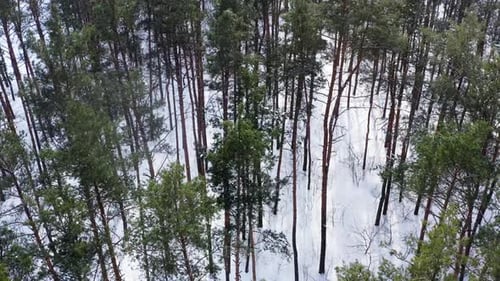 Drone Video of a Pine Forest in Snowy Weather