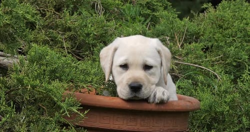 Yellow Labrador Retriever, Puppy Playing in a Flowerpot, Normandy, Slow Motion 4K