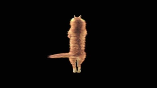 Animated Fluffy Orange Cat Rotating on Hind Legs