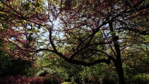 Baumblumenblüte in voller Blüte im Frühling an einem warmen, sonnigen Tag