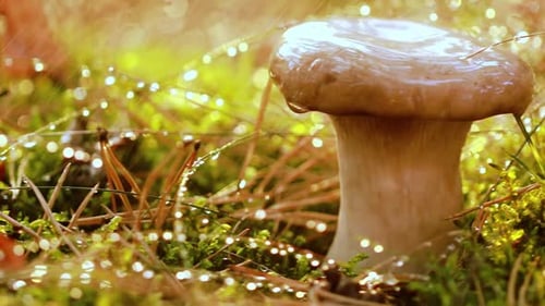 Mushroom Boletus In a Sunny Forest in the Rain