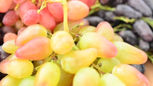 Grapes 3