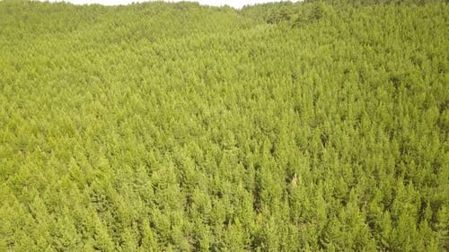 Green Forest