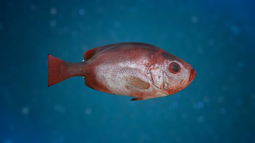 Fish V21