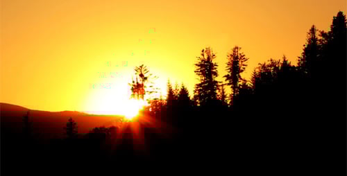 Silhouette Trees at Sunset