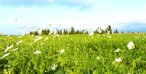 Fleurs de camomille