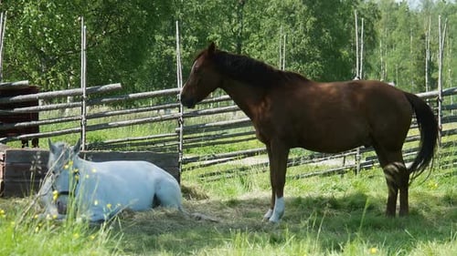Horses on Grass
