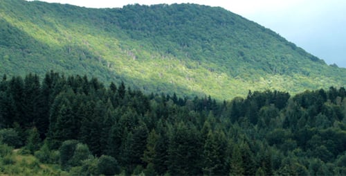 Ombre Forêt