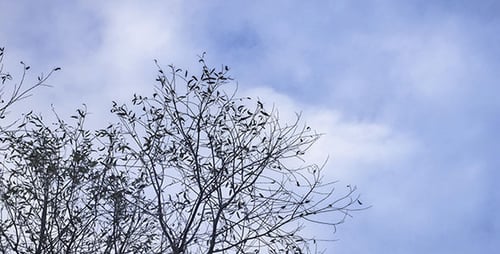 Autumn Faded Tree And Clouds In Blue Sky Timelapse
