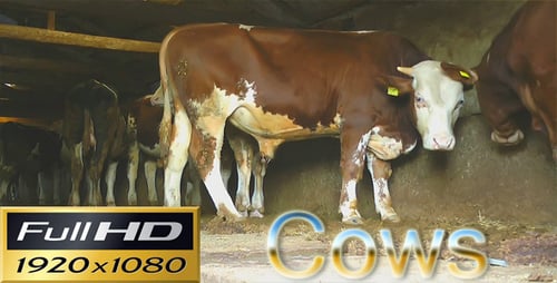 Cows In The Barn-HD