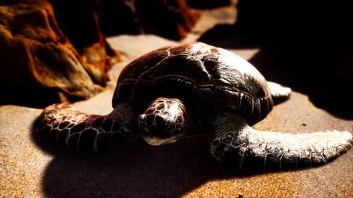 Tortuga marina en arena de playa