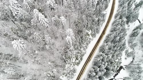 Conducción de automóviles por la carretera forestal en invierno