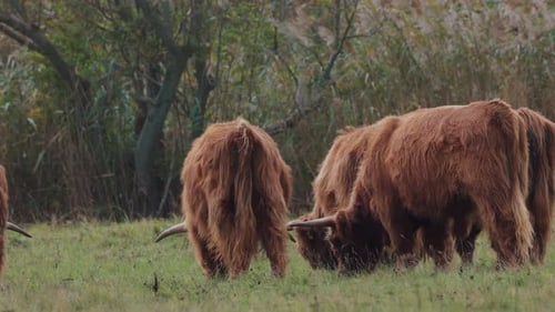 Herd Of Highland Cattle (Bos taurus Taurus) Grazing Grass On The Green Pasture. - wide shot