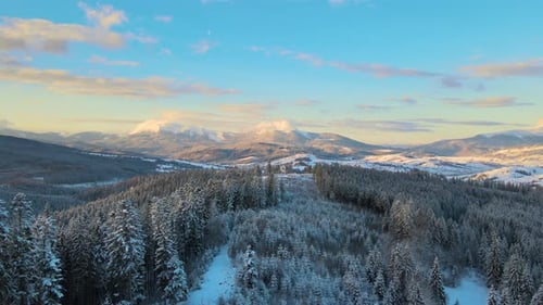 Aerial winter landscape with spruse trees of snow covered forest in cold mountains in the evening.